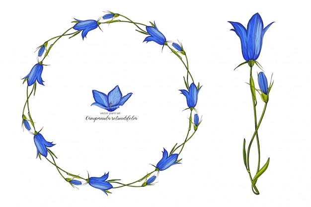 Conjunto de flor floral sino vector