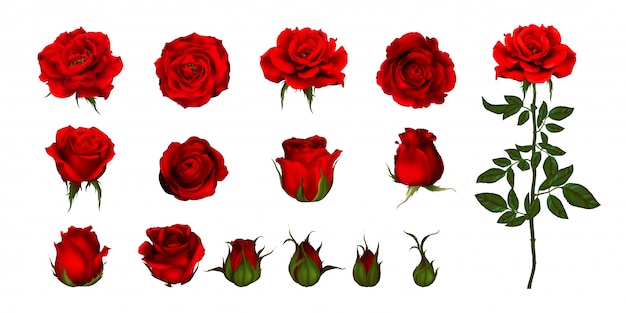 Conjunto de flor rosa de planta florescendo. Ícone isolado da rosa do jardim de flor vermelha, pétala e botão com haste e folha verdes para decoração floral romântica, buquê de casamento e cartão de dia dos namorados