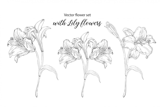 conjunto de flores com flores alvas