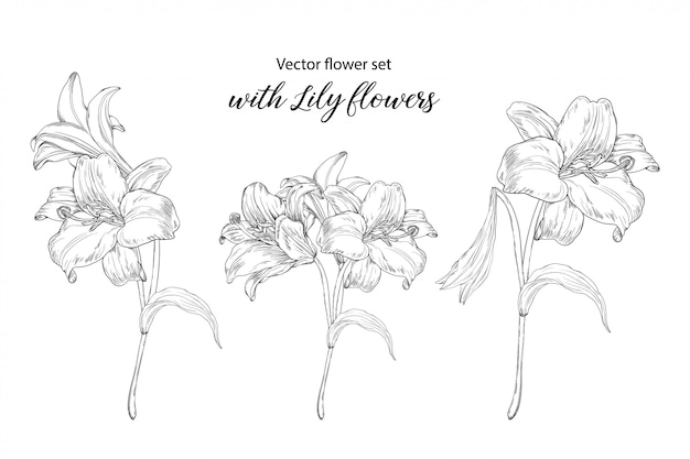 conjunto de flores com flores alvas