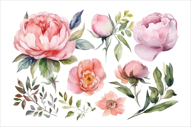Conjunto de flores cor de rosa em aquarela rosas de jardim peônias Modelo de elementos decorativos de flores Ilustração plana dos desenhos animados isolada no fundo branco
