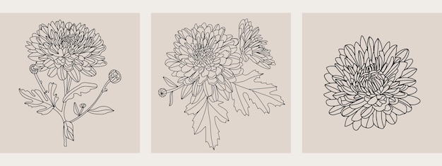 Vetor conjunto de flores de ásteres de contorno ilustração vetorial de arte de linha