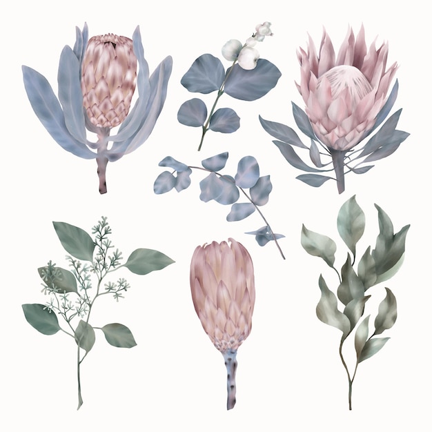Vetor conjunto de flores de protea e folhas verdes e azuis