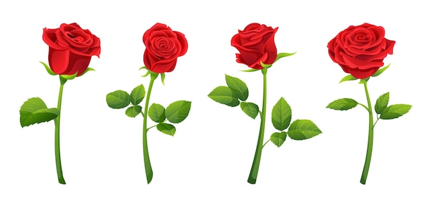 Conjunto de flores de rosa vermelha ilustração vetorial