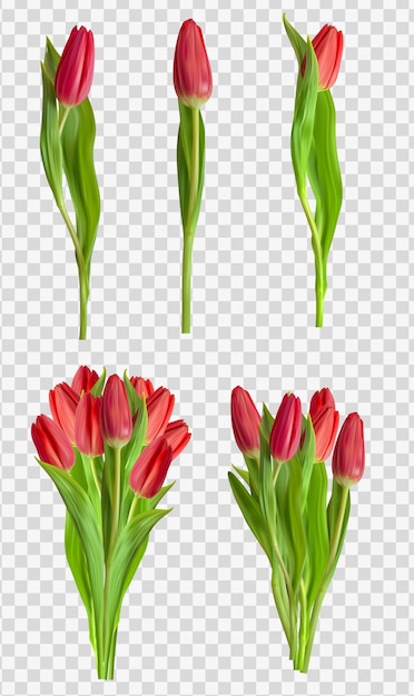 Vetor conjunto de flores de tulipas vermelhas realista isolado