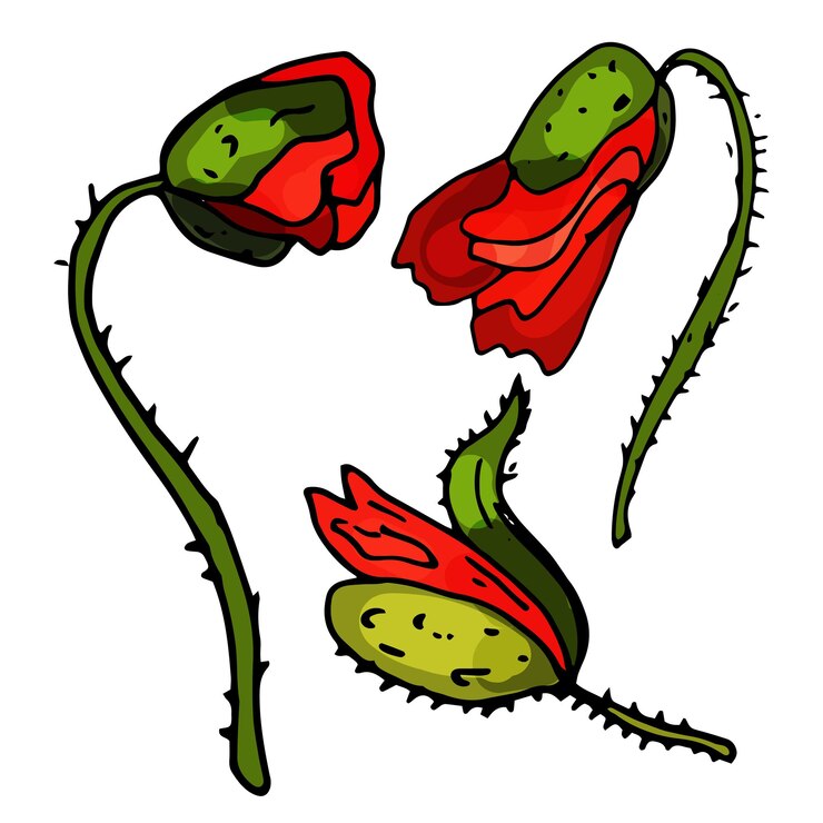 Vetor conjunto de flores de uma orquídea desabrochando em um fundo branco isolado. o contorno é desenhado à mão