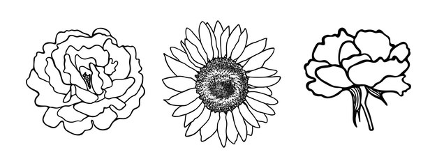 Conjunto de flores desenhadas à mão contornos pretos de uma flor em um fundo branco rosa de girassoldoodle