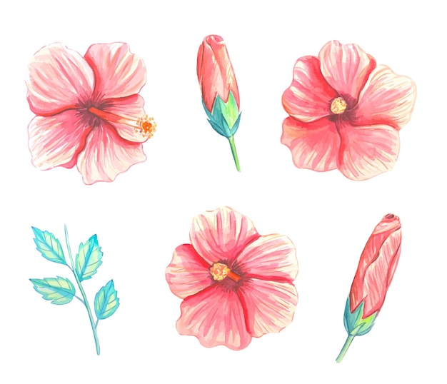 Vetor conjunto de flores e botões de hibisco ilustração em aquarela