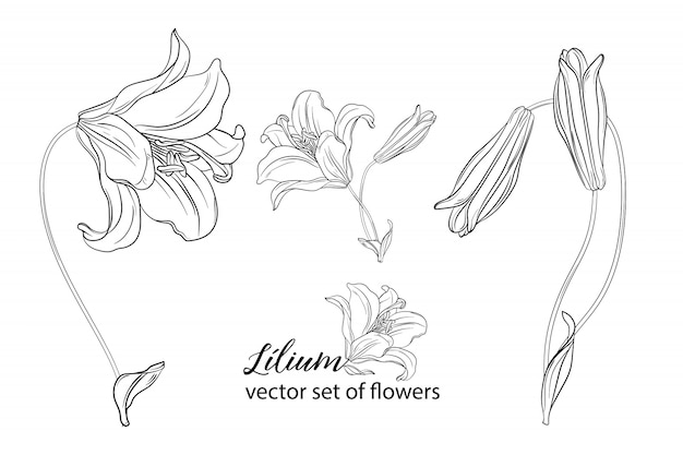 conjunto de flores e botões de lírio.