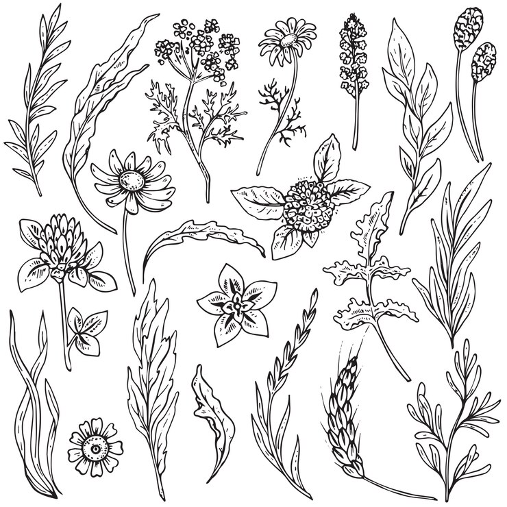 Vetor conjunto de flores e ervas de mão desenhada