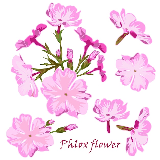 Conjunto de flores flox rosa em estilo desenhado à mão realista