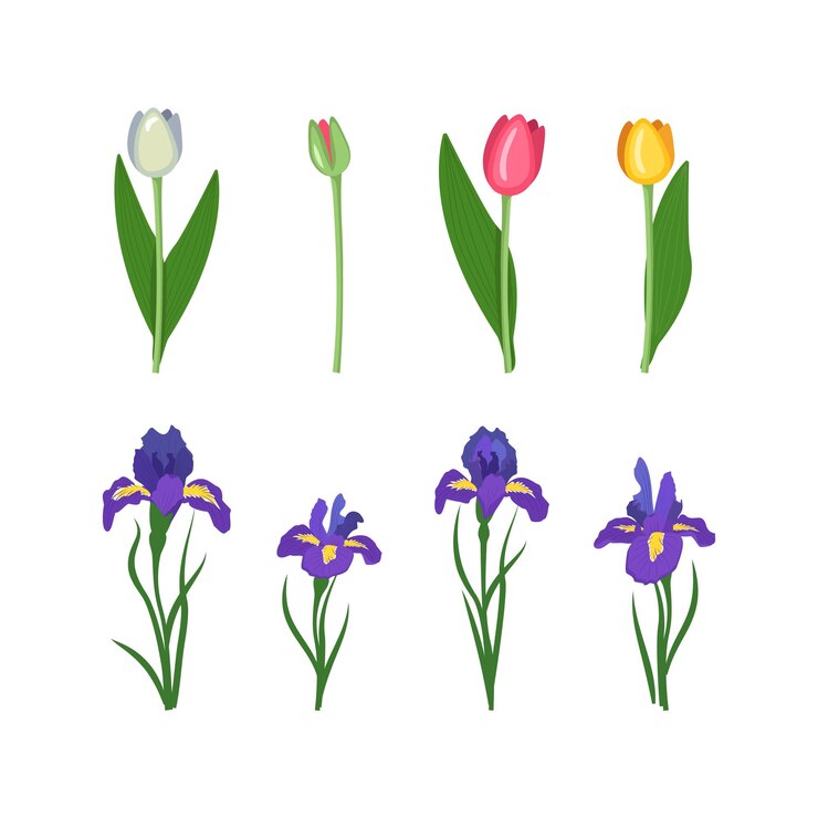Vetor conjunto de flores, íris e tulipas, flores de primavera e verão com folhas verdes
