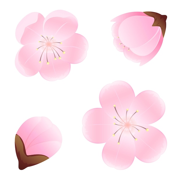 Conjunto de flores isoladas no fundo branco, ilustração.