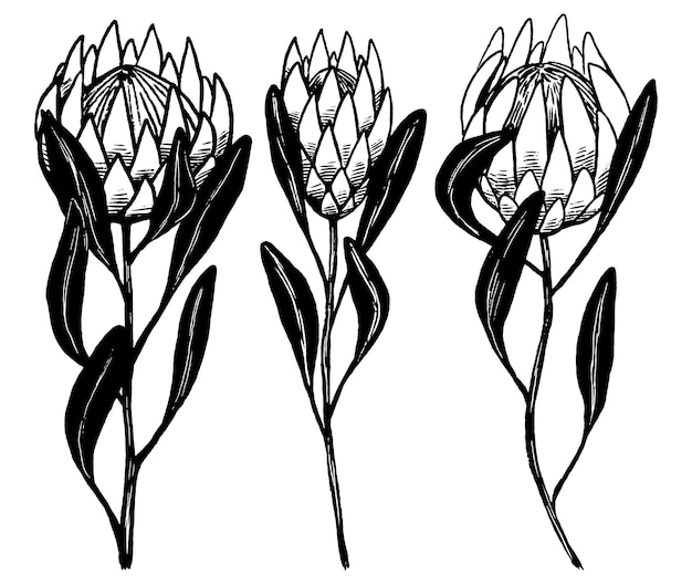 Conjunto de flores tropicais de protea. coleção de plantas exóticas. esboços de tinta botânica vintage isolados no branco. mão-extraídas ilustração vetorial. elementos abstratos pretos para design.
