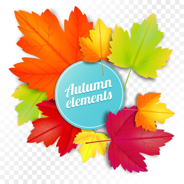 Conjunto de folhas coloridas de outono em modelo de ilustração vetorial de fundo branco e transparente