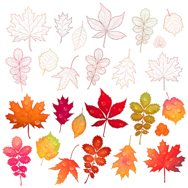 Conjunto de folhas coloridas