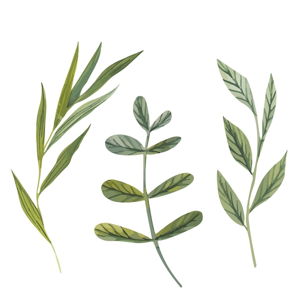 Conjunto de folhas de aquarela desenhadas à mão ilustração botânica de folhas verdes