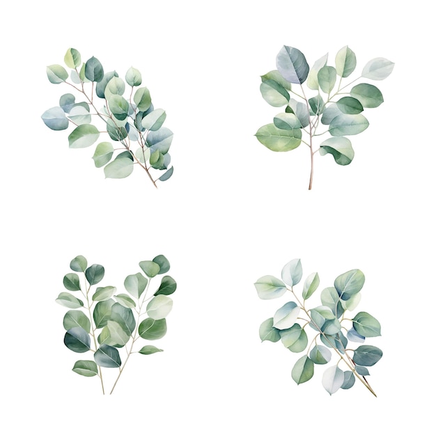 Conjunto de folhas de eucalipto aquareladas