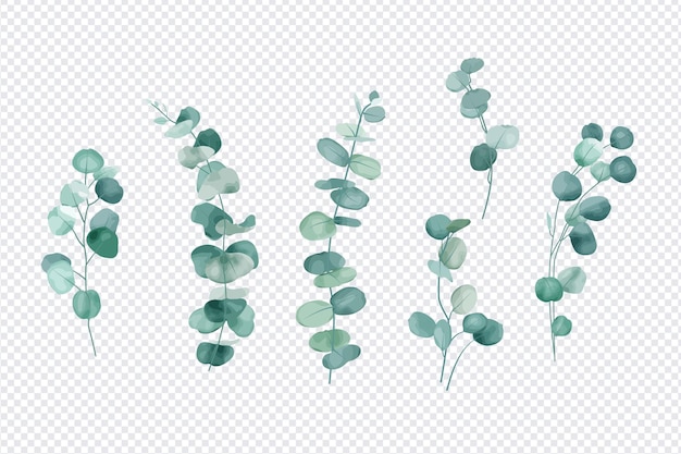 Conjunto de folhas de eucalipto isoladas em fundo transparente