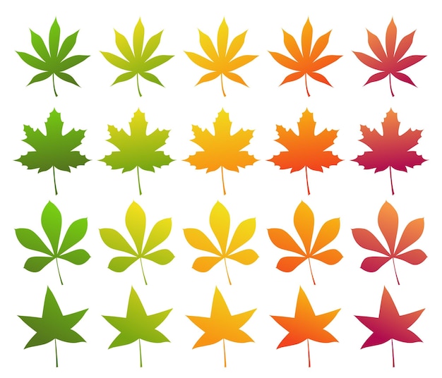 Vetor conjunto de folhas de outono de cores diferentes. bordo, castanheiro, bordo vermelho japonês e eucalipto.