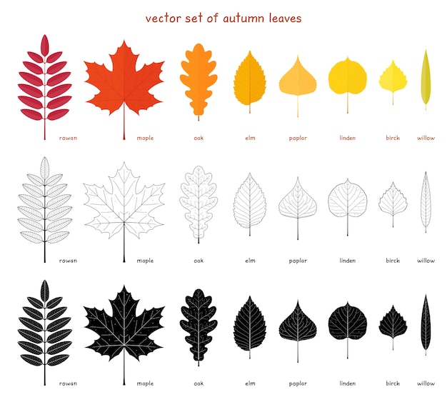 Conjunto de folhas de outono. elementos planos de árvores diferentes. rowan, bordo, carvalho e olmo. choupo, vidoeiro, tília americana e salgueiro.