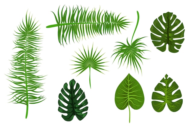 Conjunto de folhas de palmeira de vetor tropical exótico verão verde árvore da selva elemento de moda botânico tropical