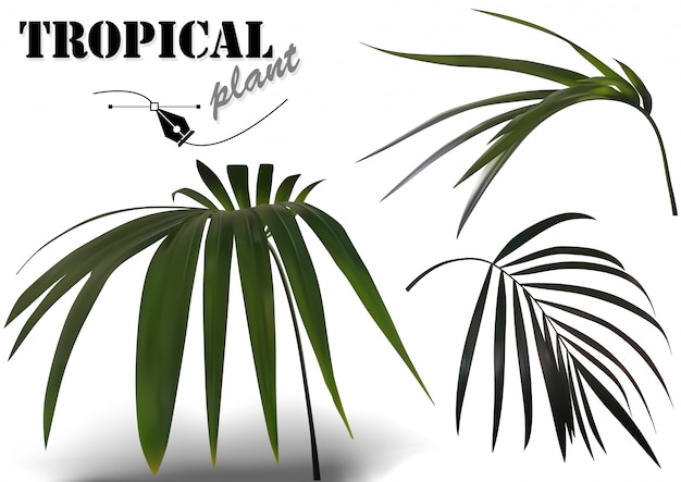 Conjunto de folhas de palmeira tropical - ilustrações de planta fotorrealistas e detalhadas