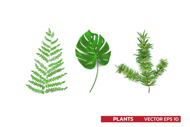 Conjunto de folhas de plantas de florestas tropicais folha de pinheiro de samambaia monstera isolada em vetor realista branco