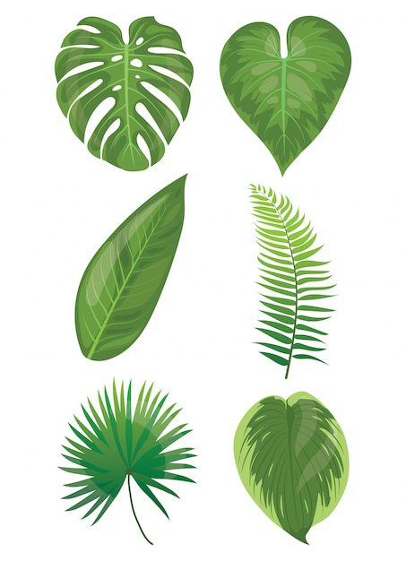 Conjunto de folhas de plantas tropicais. Coleção de folhas exóticas. Ilustração vetorial