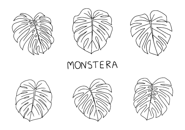Vetor conjunto de folhas monstera estilo desenhado à mão do objeto de elemento de contorno