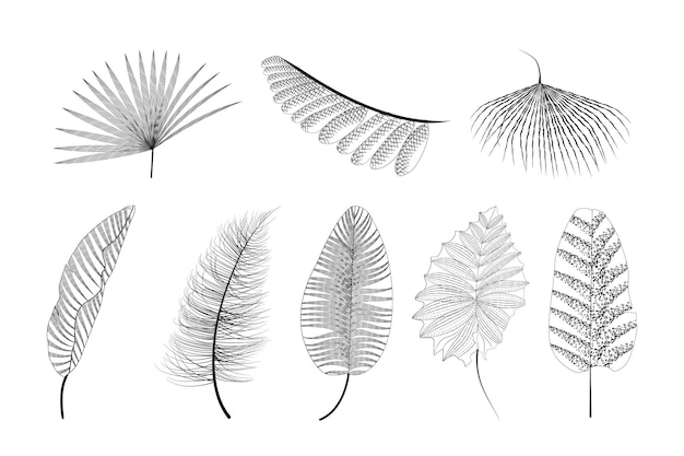 Conjunto de folhas tropicais de desenho vetorial
