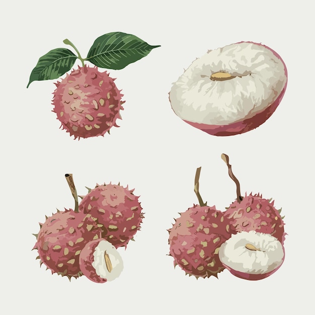 Conjunto de frutas de lichi ilustração vetorial de frutas frescas de lichi
