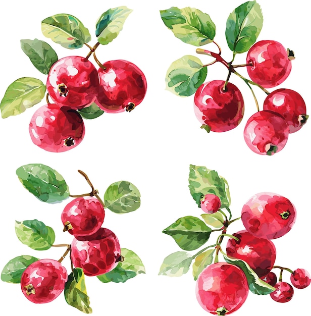 Conjunto de frutos de cranberry aquarelados isolados em fundo branco
