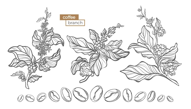 Vetor conjunto de galhos de árvores de café com folhas de flores e grãos esboço de desenho botânico linha de arte