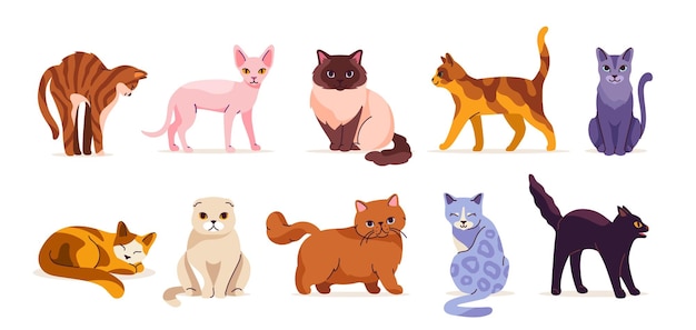Conjunto de gatos bonitos animais domésticos de diferentes raças egípcio e dobrar gatinho sentado deitado e