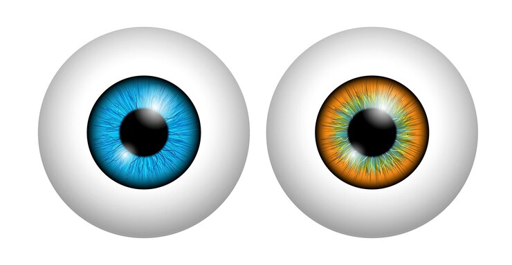 Vetor conjunto de globo ocular humano realista isolado ou fechar a retina do globo ocular humano com pupila e íris