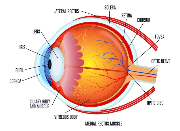 Vetor conjunto de globo ocular humano realista isolado ou fechar a retina do globo ocular humano com pupila e íris