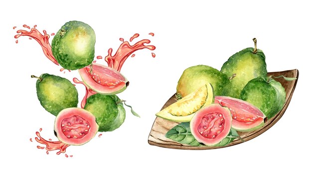 Conjunto de goiabas inteiras e fatias de suco rosa respingo aquarela ilustração isolada fruta tropical