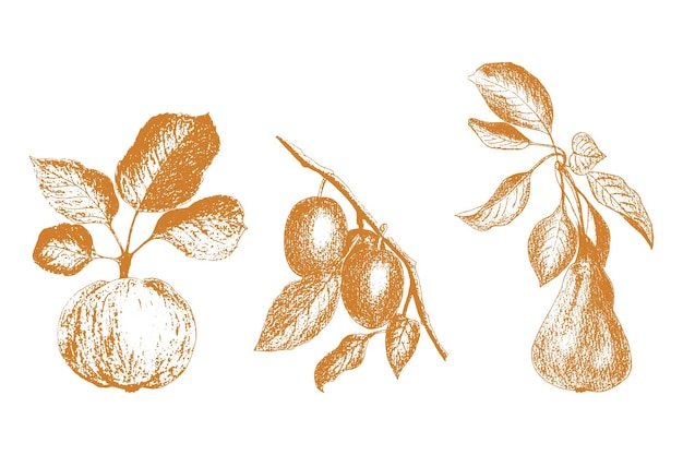 Conjunto de gráficos de frutas desenhando à mão pera maçã ameixa Carimbo de impressão isolado em um fundo branco