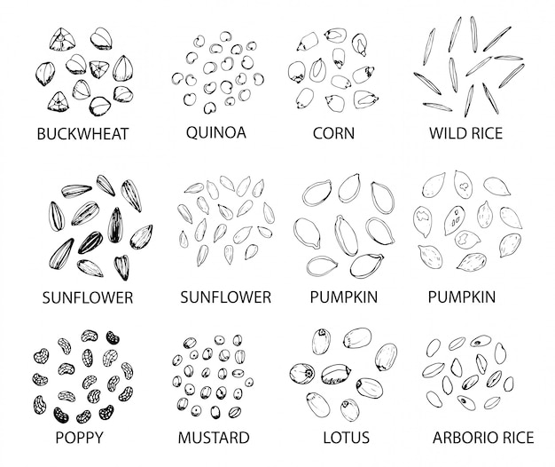 Conjunto de grãos de cereais de contorno desenhado de mão