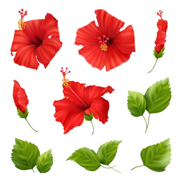 Conjunto de hibisco realista com imagens isoladas de folhas verdes frescas e flores vermelhas na ilustração vetorial de fundo em branco