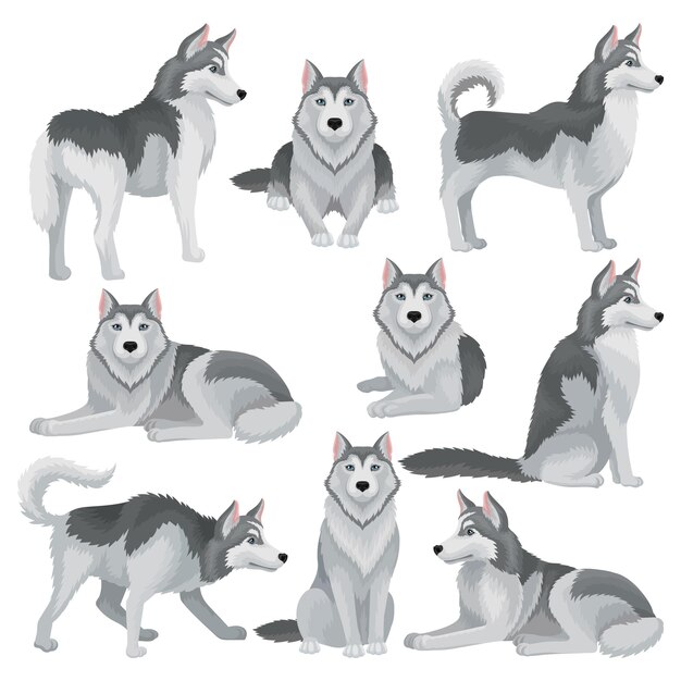 Conjunto de husky siberiano em diferentes poses cão doméstico adorável com casaco cinzento e olhos brilhantes azuis animais de estimação do lar melhor amigo do ser humano elementos gráficos para cartaz da loja do zoológico design vetorial plano isolado