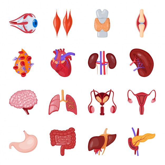 Vetor conjunto de ícones de desenhos animados de órgão humano