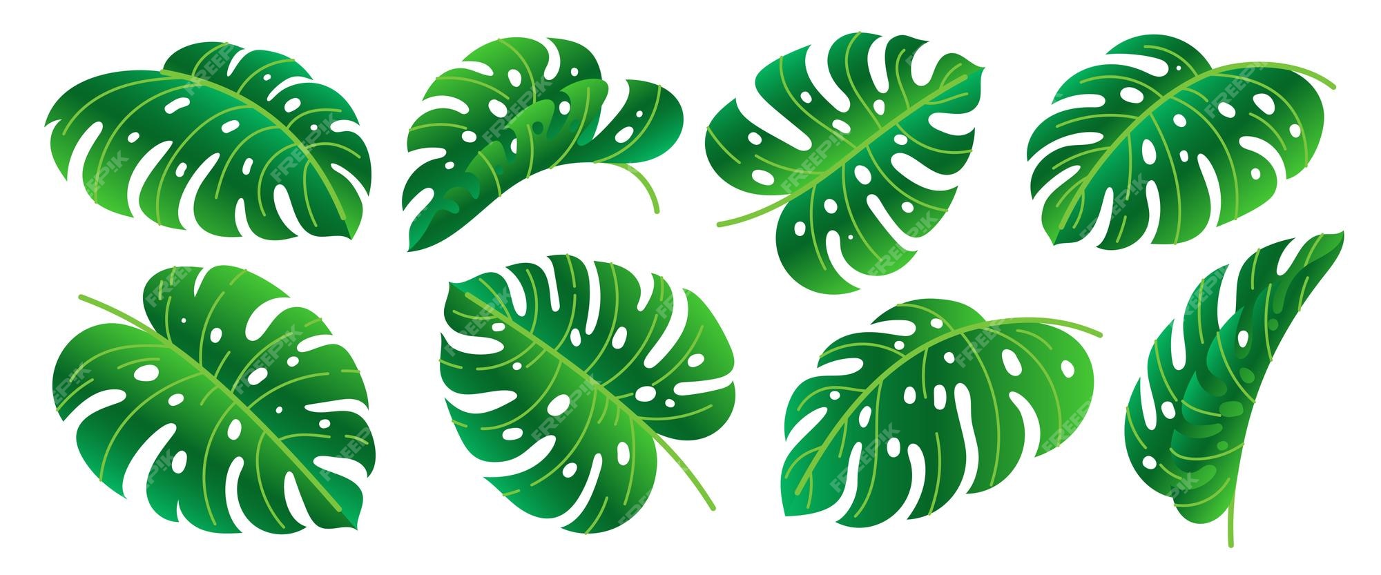 Conjunto de ícones de folha monstera deliciosa ramo de planta exótica  tropical gradiente verde folhas únicas de forma diferente isoladas no fundo  branco folhagem de floresta de selva havaiana de verão elemento