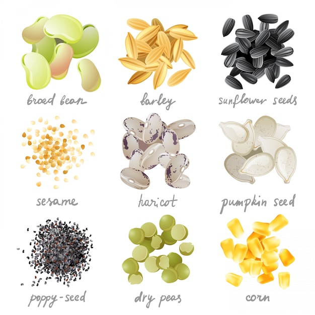 Vetor conjunto de ícones de grãos, sementes e feijões
