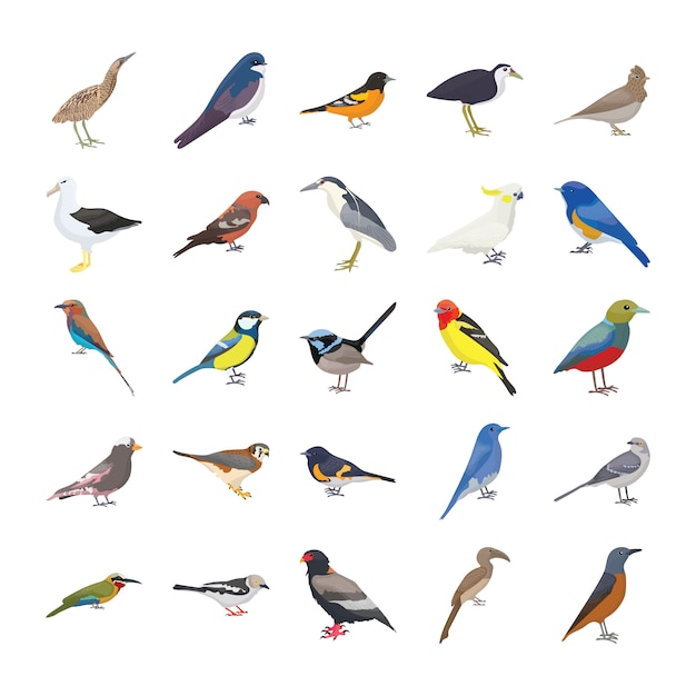 Conjunto de ícones de vetor plana de aves