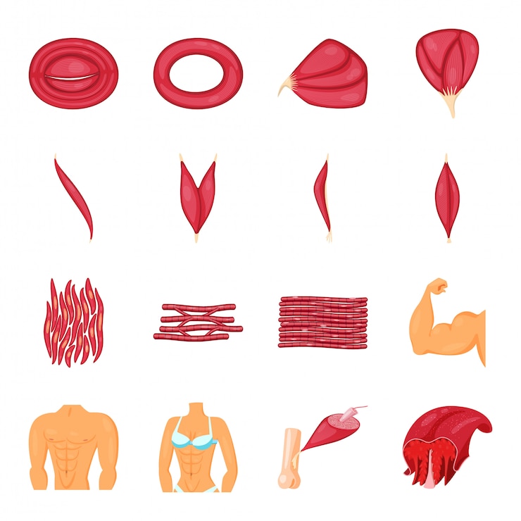 Vetor conjunto de ícones do músculo dos desenhos animados