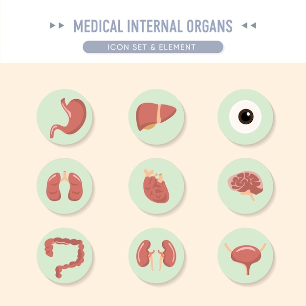 Conjunto de ícones médicos internos órgãos elemento conjunto