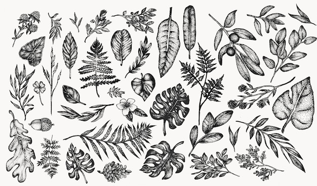 Conjunto de ilustração botânica vintage de plantas e flores