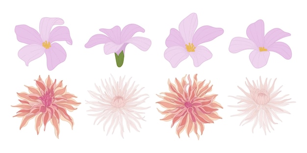 Conjunto de ilustração colorida de flores desabrochando